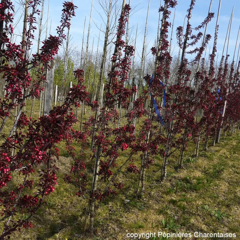 Malus x LE PHARE® 'RS-KRC'