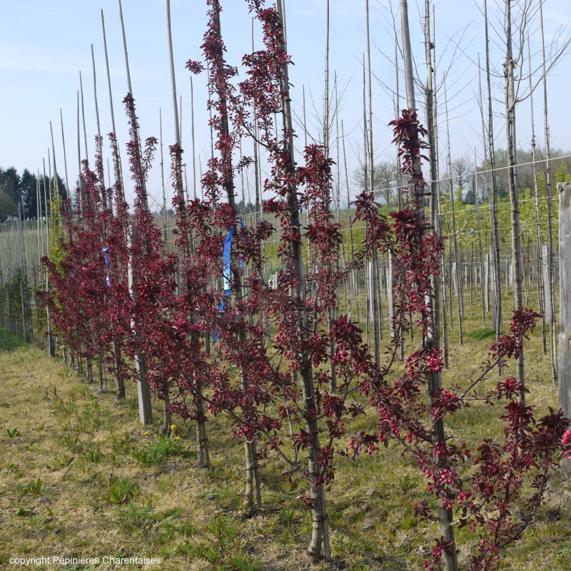 Malus x LE PHARE® 'RS-KRC'