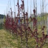 Malus x LE PHARE® 'RS-KRC'