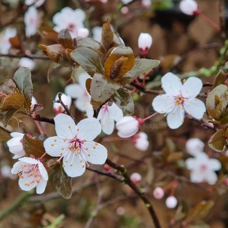 Prunus cerasifera Choco Creme fleurs