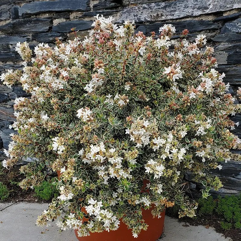 Abelia x grandiflora Pink Silver® 'CAUSIL'