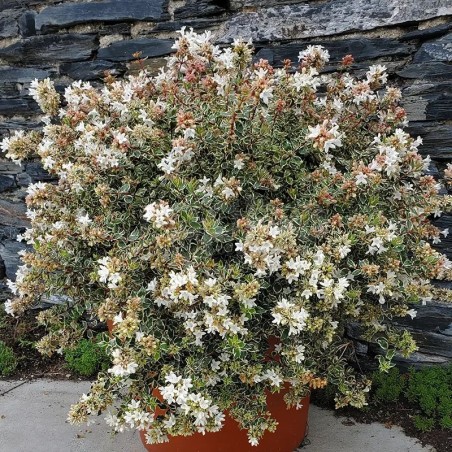 Abelia x grandiflora Pink Silver® 'CAUSIL'