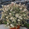 Abelia x grandiflora Pink Silver® 'CAUSIL'