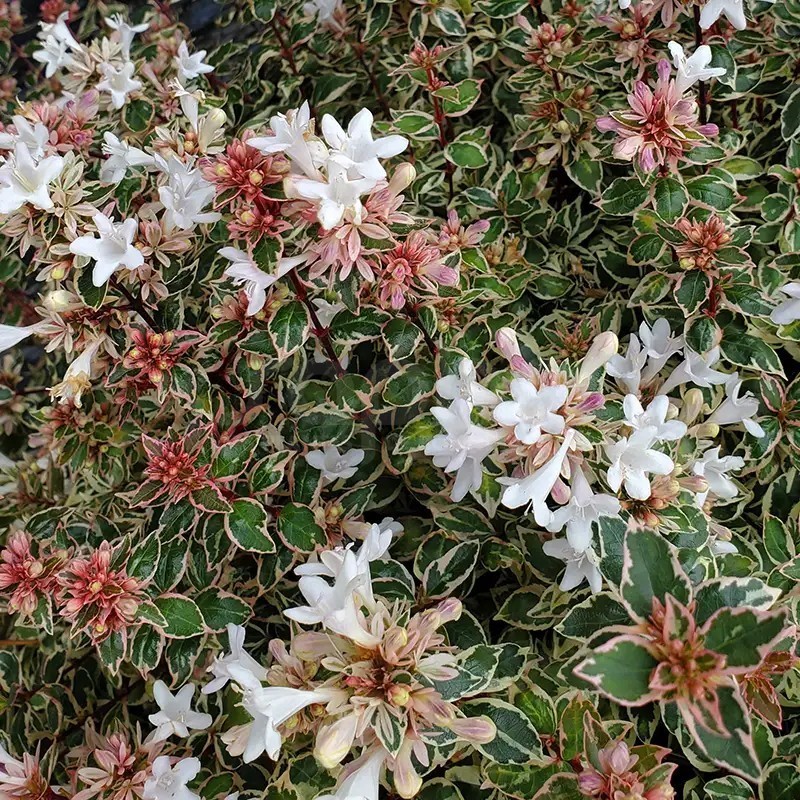 Abelia x grandiflora Pink Silver® 'CAUSIL'