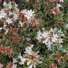 Abelia x grandiflora Pink Silver® 'CAUSIL'
