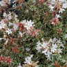Abelia x grandiflora Pink Silver® 'CAUSIL'