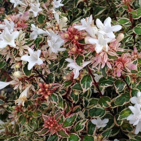 Abelia x grandiflora Pink Silver® 'CAUSIL'