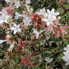 Abelia x grandiflora Pink Silver® 'CAUSIL'