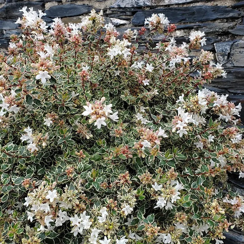 Abelia x grandiflora Pink Silver® 'CAUSIL'