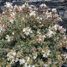 Abelia x grandiflora Pink Silver® 'CAUSIL'