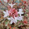 Abelia x grandiflora Pink Silver® 'CAUSIL'