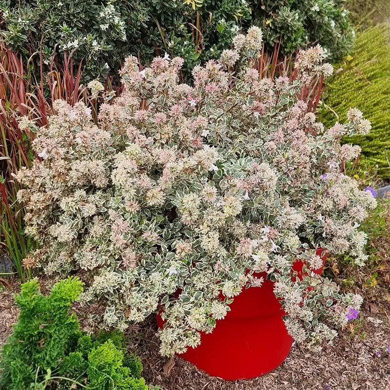 Abelia x grandiflora Pink Silver® 'CAUSIL'