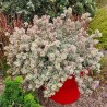 Abelia x grandiflora Pink Silver® 'CAUSIL'