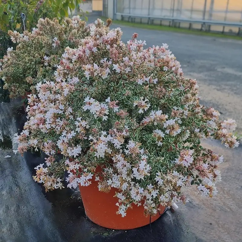 Abelia x grandiflora Pink Silver® 'CAUSIL'