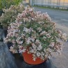Abelia x grandiflora Pink Silver® 'CAUSIL'