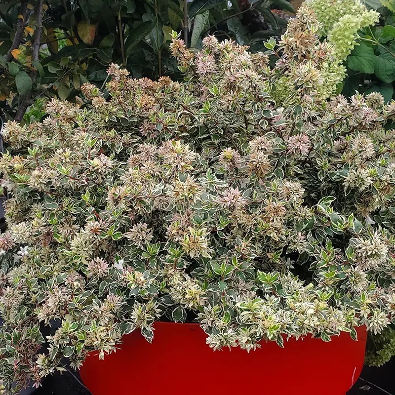 Abelia x grandiflora Pink Silver® 'CAUSIL'
