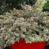 Abelia x grandiflora Pink Silver® 'CAUSIL'