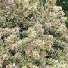 Abelia x grandiflora Pink Silver® 'CAUSIL'