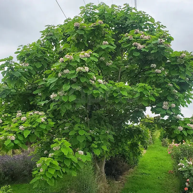 Catalpa bignonioides PETIT NUAGE 'RS-BW'