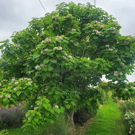 Catalpa bignonioides PETIT NUAGE 'RS-BW'