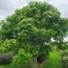 Catalpa bignonioides PETIT NUAGE 'RS-BW'