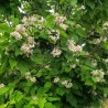 Catalpa bignonioides PETIT NUAGE 'RS-BW'