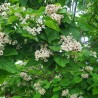 Catalpa bignonioides PETIT NUAGE 'RS-BW'