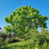 Catalpa bignonioides PETIT NUAGE 'RS-BW'