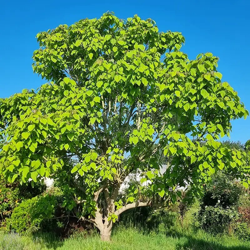 Catalpa bignonioides PETIT NUAGE 'RS-BW'