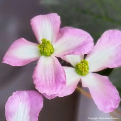 Clematis montana DARK CHOCOLATE TRUFFLE 'Hyfatis05'