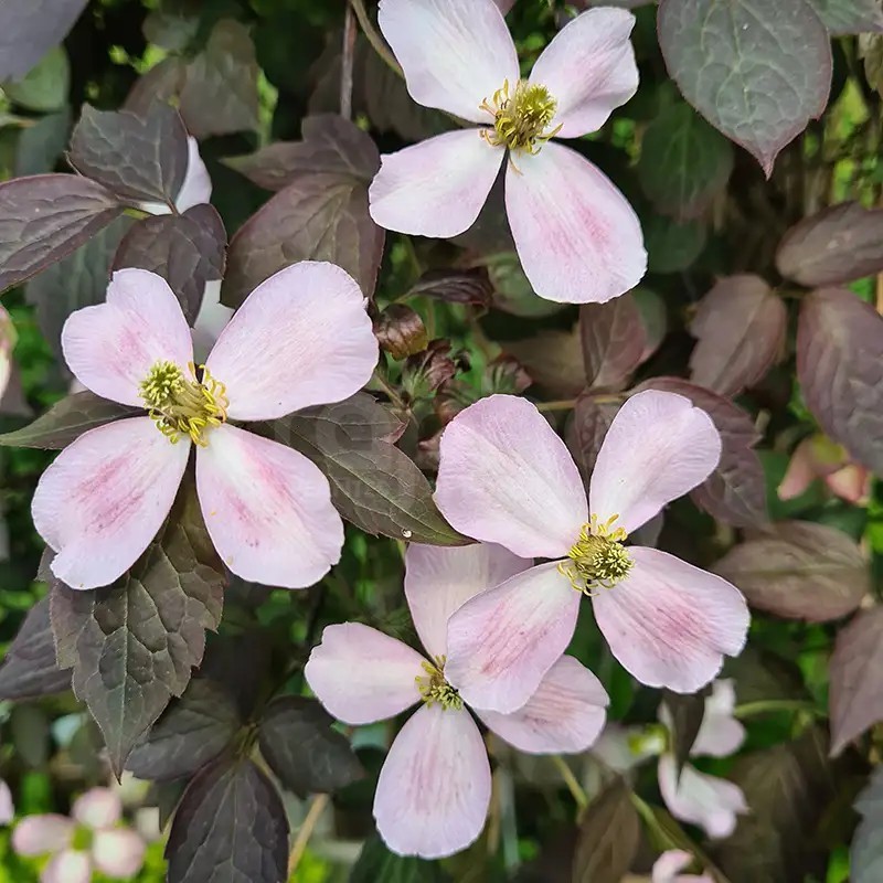 Clematis montana DARK CHOCOLATE TRUFFLE 'Hyfatis05'