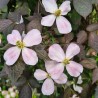 Clematis montana DARK CHOCOLATE TRUFFLE 'Hyfatis05'