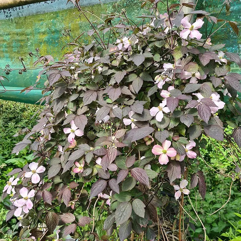 Clematis montana DARK CHOCOLATE TRUFFLE 'Hyfatis05'
