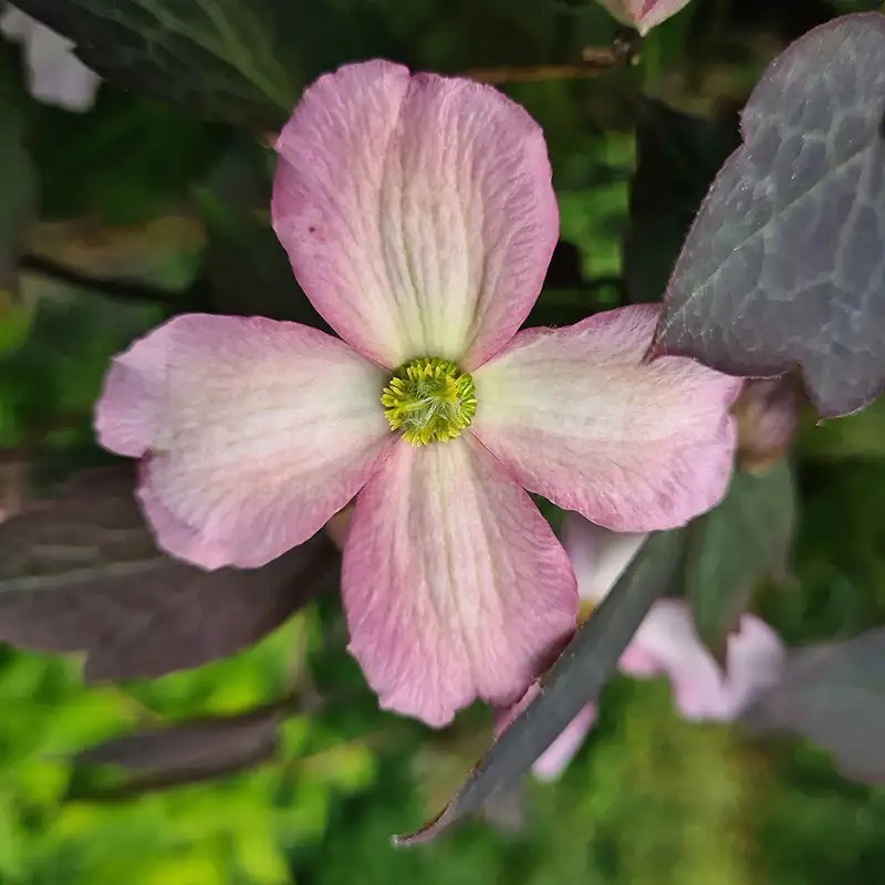 Clematis montana DARK CHOCOLATE TRUFFLE 'Hyfatis05'