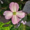 Clematis montana DARK CHOCOLATE TRUFFLE 'Hyfatis05'