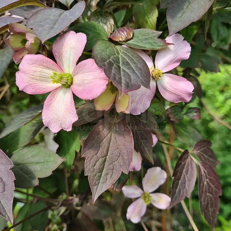 Clematis montana DARK CHOCOLATE TRUFFLE 'Hyfatis05'
