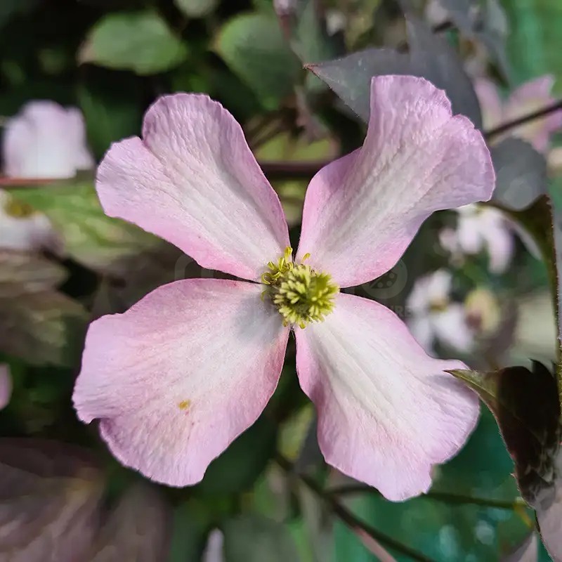 Clematis montana DARK CHOCOLATE TRUFFLE 'Hyfatis05'