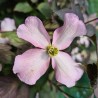 Clematis montana DARK CHOCOLATE TRUFFLE 'Hyfatis05'