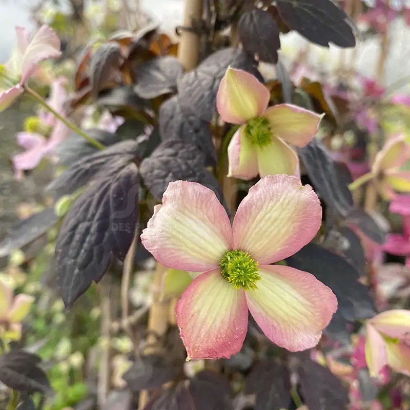 Clematis montana DARK CHOCOLATE TRUFFLE 'Hyfatis05'
