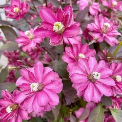 Clematis montana DOUBLE RASPBERRY TRUFFLE 'Hyfatis08'