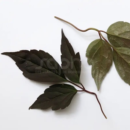 Clematis montana DOUBLE RASPBERRY TRUFFLE 'Hyfatis08'