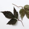 Clematis montana DOUBLE RASPBERRY TRUFFLE 'Hyfatis08'