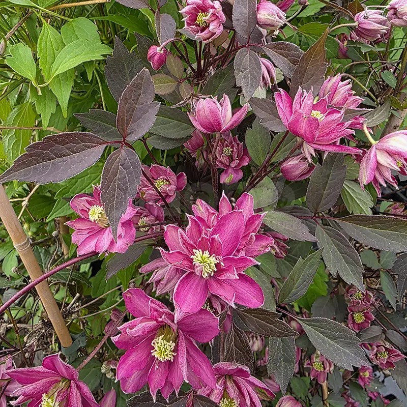 Clematis montana DOUBLE RASPBERRY TRUFFLE 'Hyfatis08'