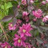 Clematis montana DOUBLE RASPBERRY TRUFFLE 'Hyfatis08'