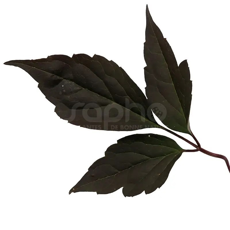 Clematis montana DOUBLE RASPBERRY TRUFFLE 'Hyfatis08'
