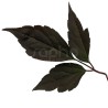 Clematis montana DOUBLE RASPBERRY TRUFFLE 'Hyfatis08'