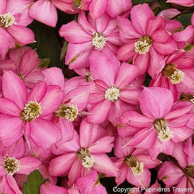 Clematis montana DOUBLE RASPBERRY TRUFFLE 'Hyfatis08'
