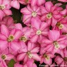 Clematis montana DOUBLE RASPBERRY TRUFFLE 'Hyfatis08'