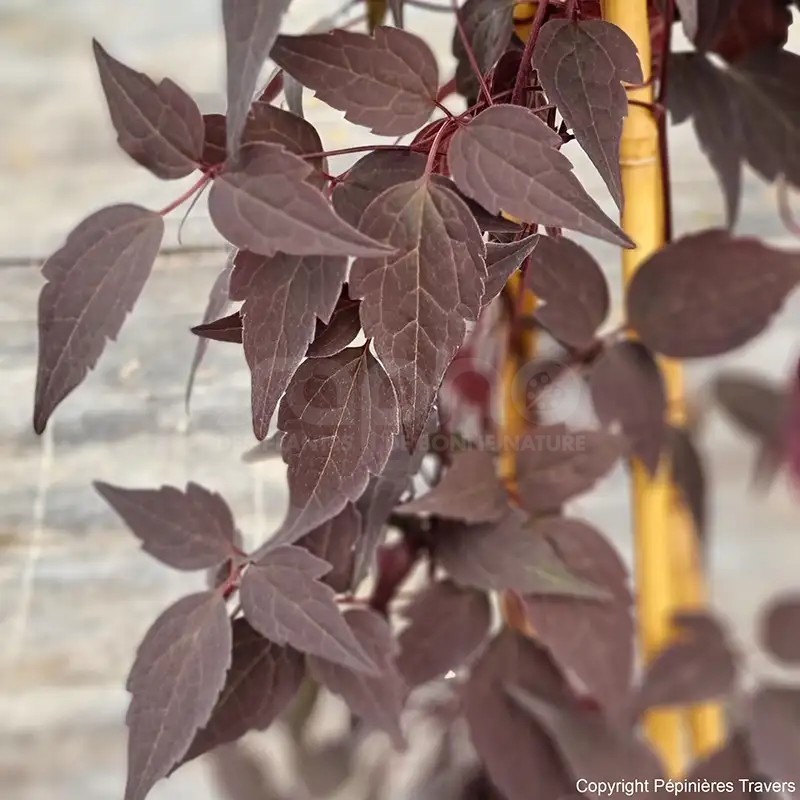 Clematis montana RED VELVET TRUFFLE 'Hyfatis02'