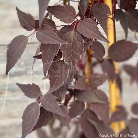 Clematis montana RED VELVET TRUFFLE 'Hyfatis02'